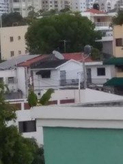 Psittacara chloropterus