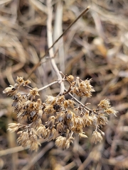 Achillea millefolium borealis