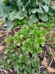Urtica dioica