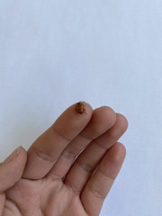Hippodamia convergens