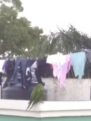 Psittacara chloropterus