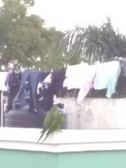 Psittacara chloropterus