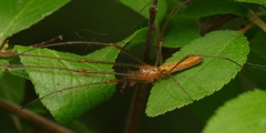 Tetragnatha montana