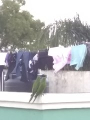 Psittacara chloropterus