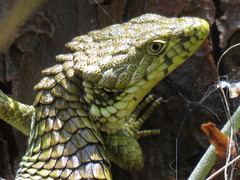 Abronia oaxacae
