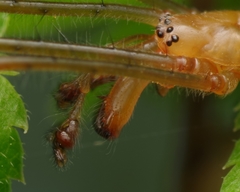 Tetragnatha montana