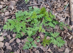 Anthriscus sylvestris