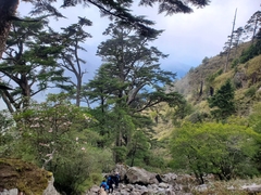 Tsuga chinensis