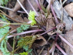 Anthriscus sylvestris
