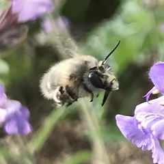 Anthophora plumipes