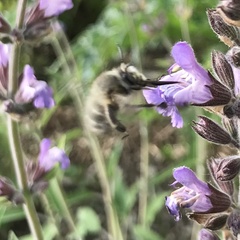 Anthophora plumipes