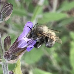 Anthophora plumipes