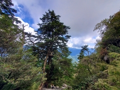 Tsuga chinensis