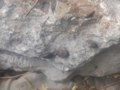 Triodopsis tridentata