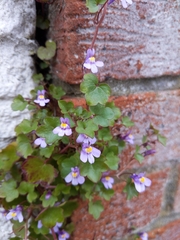 Cymbalaria muralis