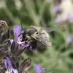 Anthophora plumipes