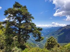 Tsuga chinensis