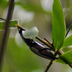 Chalcolepidius limbatus
