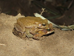Rhinella ornata