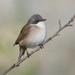 Lesser Whitethroat - Photo (c) Imran Shah, some rights reserved (CC BY-SA)