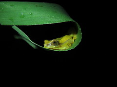 Dendropsophus werneri