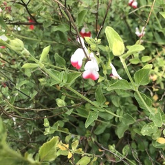 Salvia microphylla