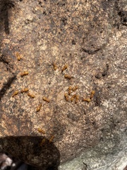 Lasius claviger