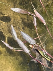 Potamogeton epihydrus