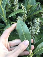 Wilsonomyces carpophilus