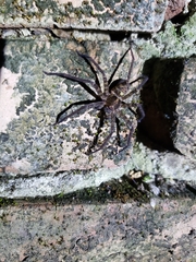 Heteropoda amphora