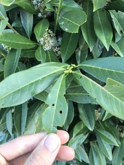 Wilsonomyces carpophilus