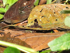 Physalaemus spiniger