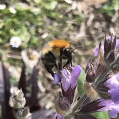 Bombus pascuorum