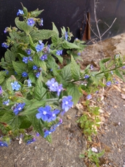 Pentaglottis sempervirens