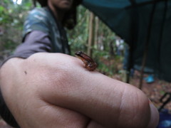 Anomaloglossus stepheni