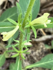 Triosteum angustifolium
