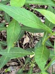 Triosteum angustifolium