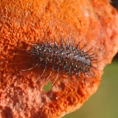 Aegithus clavicornis