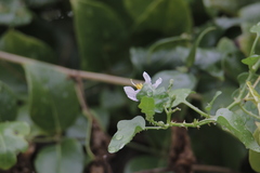 Azima sarmentosa
