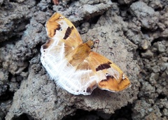 Odontoptilum angulata