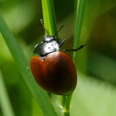 Aegithus clavicornis