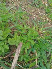 Chaerophyllum aromaticum