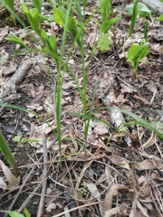 Carex brizoides