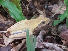 Boana raniceps