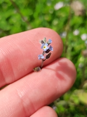 Myosotis ramosissima
