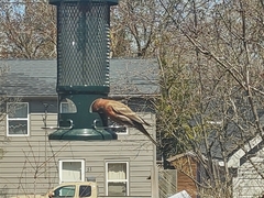 Haemorhous mexicanus