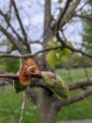 Tilia platyphyllos