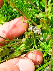 Myosotis ramosissima