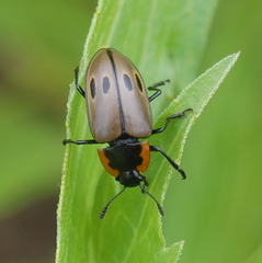 Iphiclus quadrisignatus