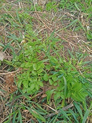 Chaerophyllum aromaticum